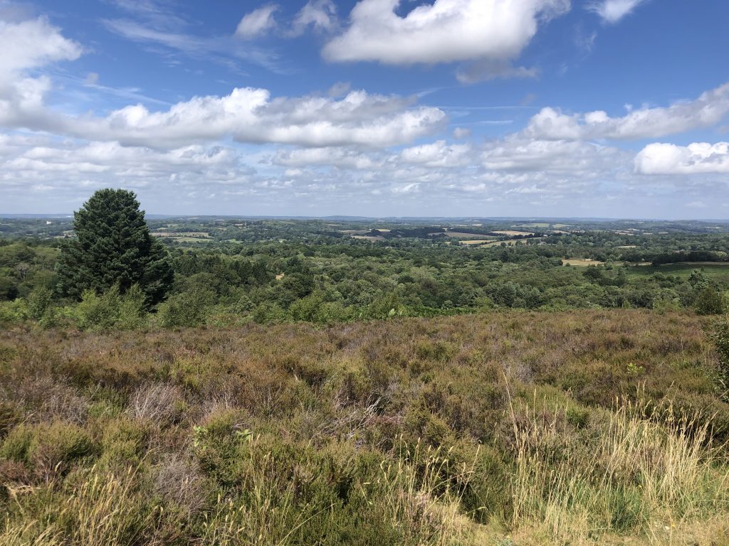 Ashdown Forest