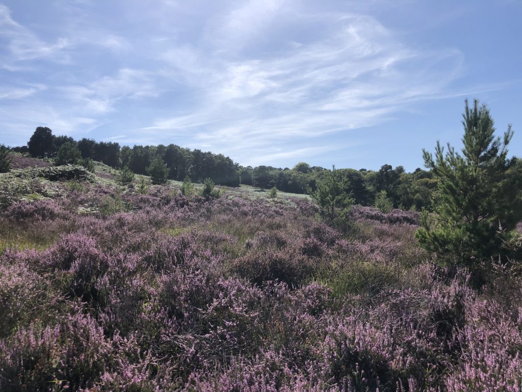 Ashdown Forest